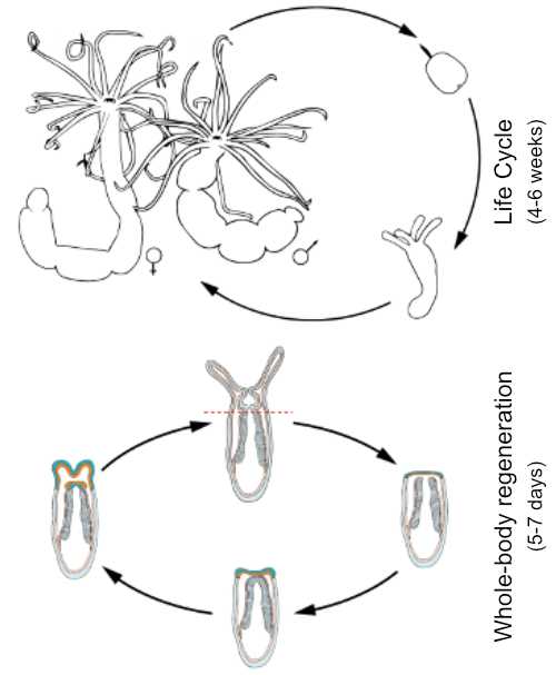 Life cycle regeneration