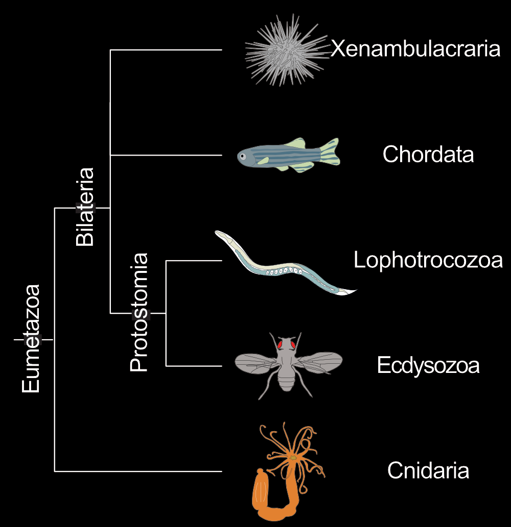 phylogenetic tree