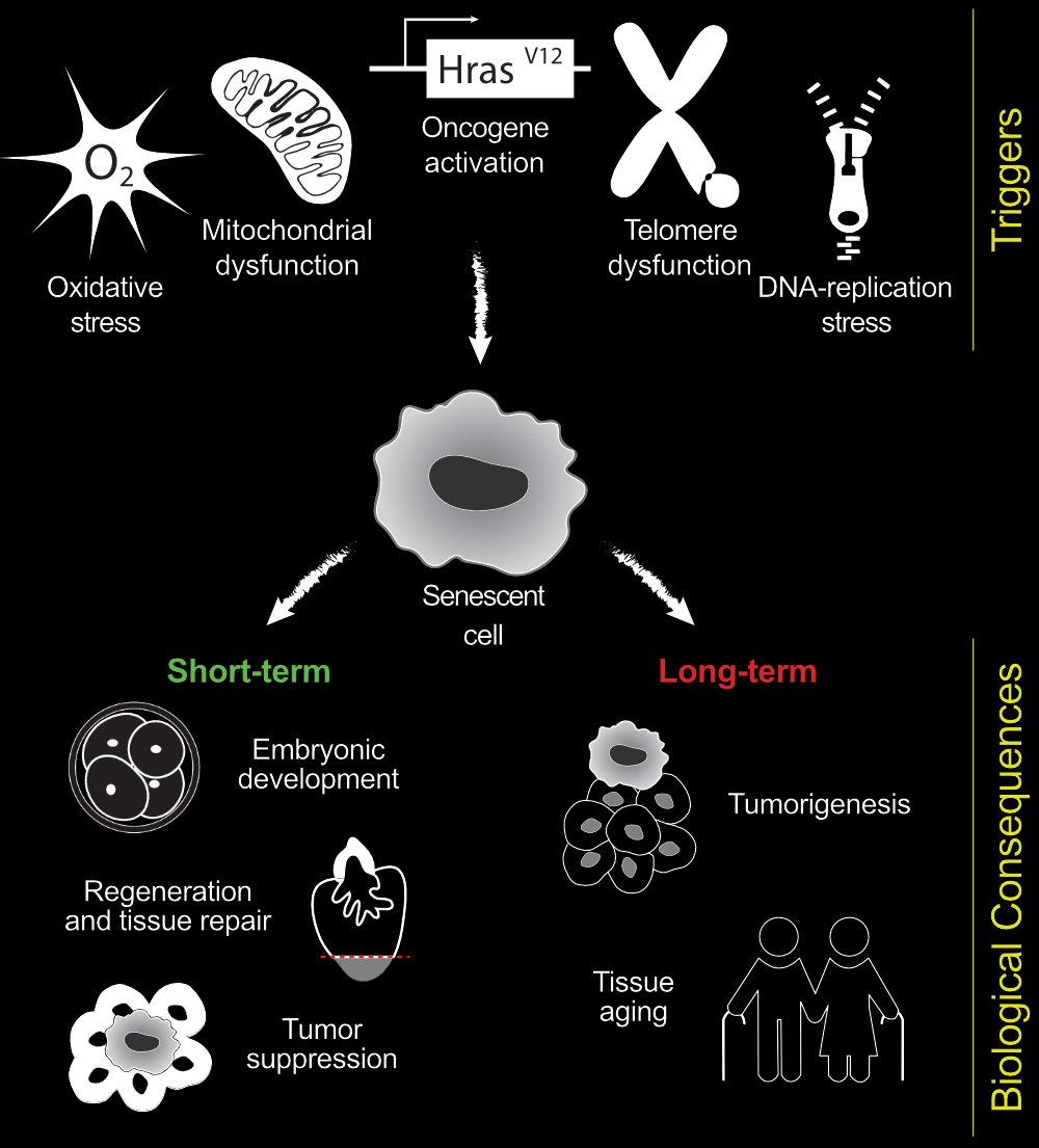 senescence overview